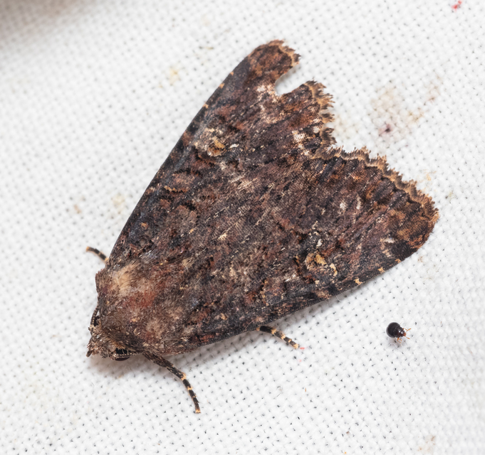 Mesapamea secalella/secalis