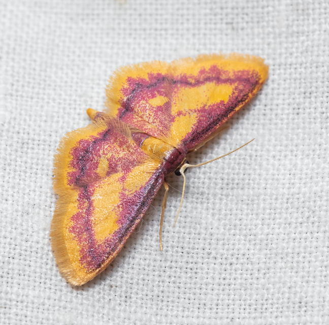 Idaea muricata - mocsári pirosaraszoló