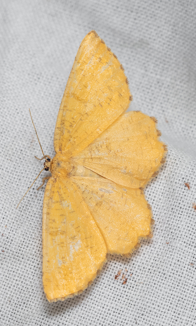 Angerona prunaria - sárga kökényaraszoló