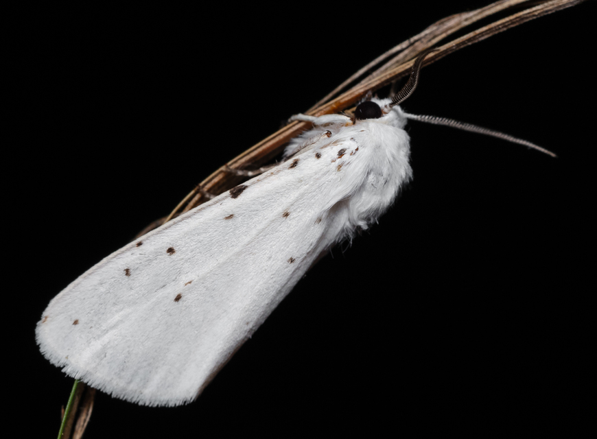 Hyphantria cunea - amerikai fehér medvelepke
