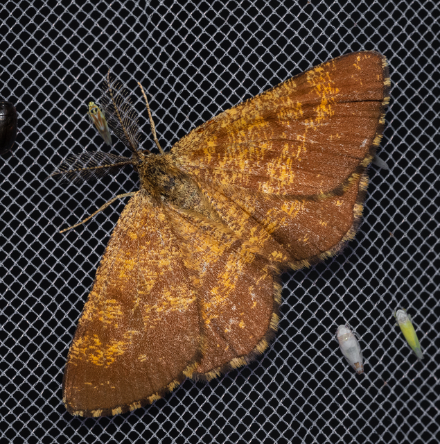 Ematurga atomaria - barna rétiaraszoló