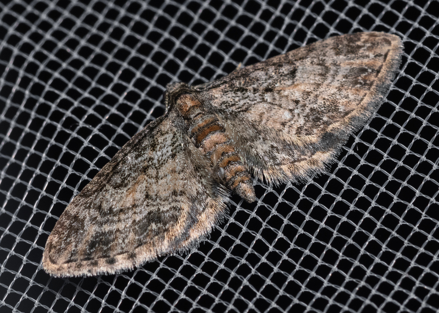 Eupithecia inturbata - juhar-törpearaszoló