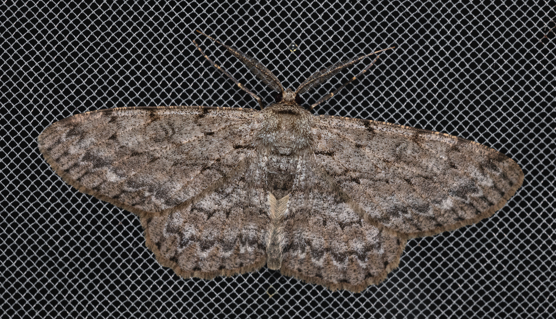 Hypomecis punctinalis - pettyes faaraszoló