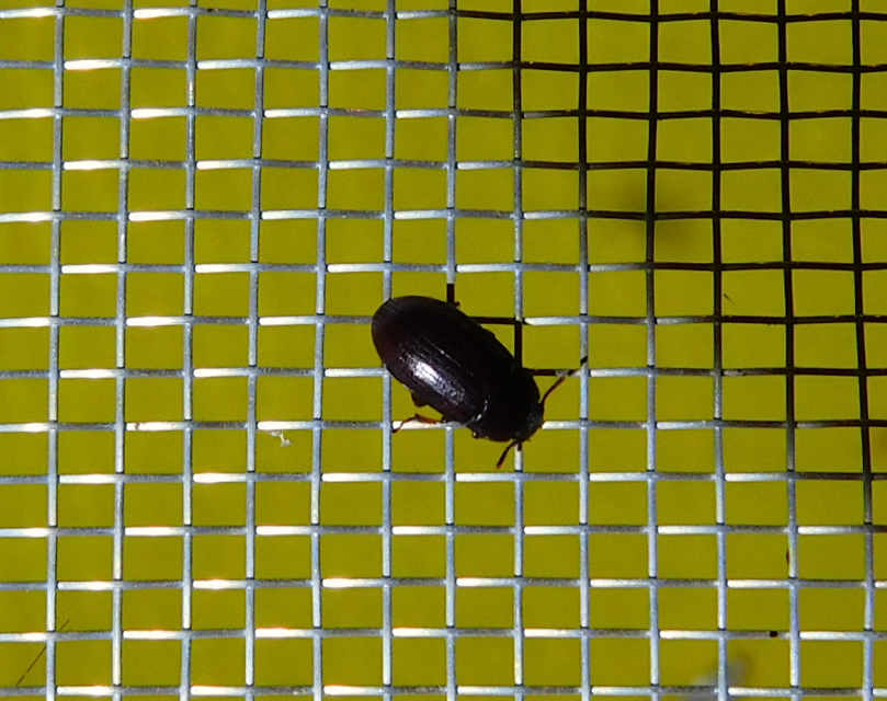 Alphitobius diaperinus