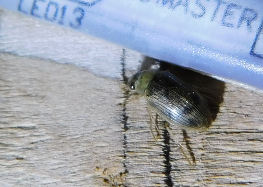 Berosus spinosus - széki szemescsibor Berosus spinosus - széki szemescsibor