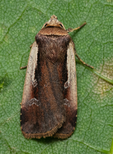 Ochropleura plecta - fehérszegélyű fűbagoly
