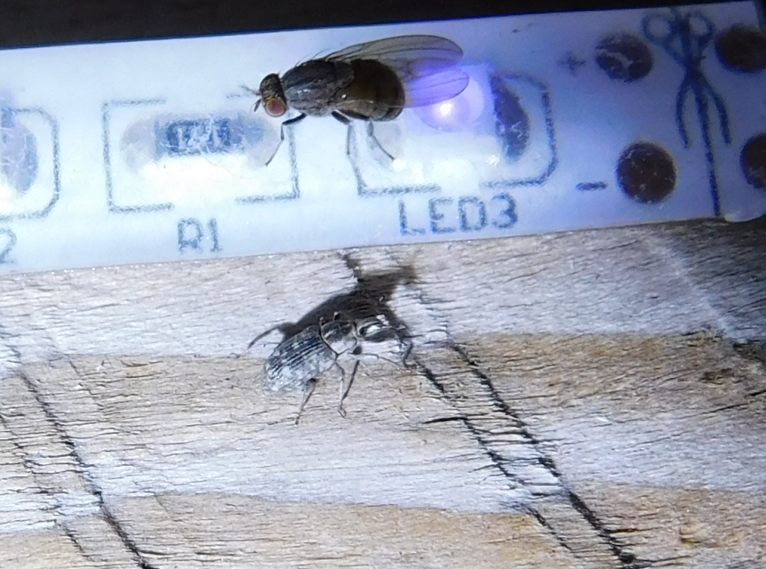 Bagous argillaceus - lakkfényű víziormányos Bagous argillaceus - lakkfényű víziormányos