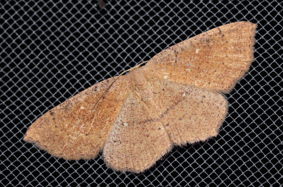Cyclophora ruficiliaria - vörösrojtú pettyesaraszoló