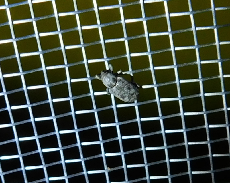 Bagous argillaceus - lakkfényű víziormányos Bagous argillaceus - lakkfényű víziormányos