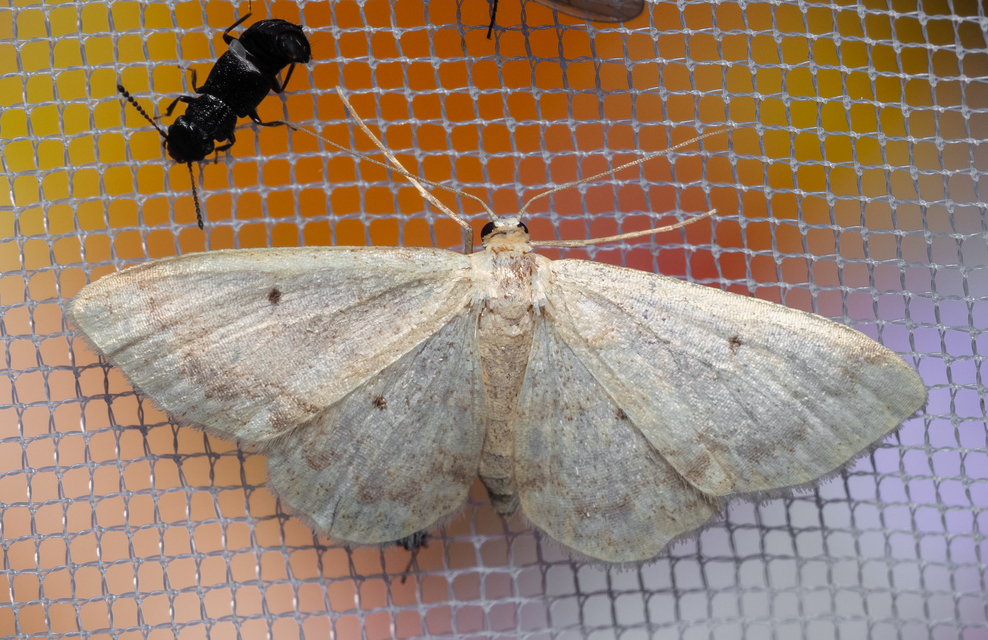 Idaea biselata - mocsári sávosaraszoló