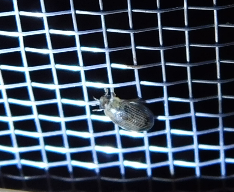 Berosus spinosus - széki szemescsibor Berosus spinosus - széki szemescsibor