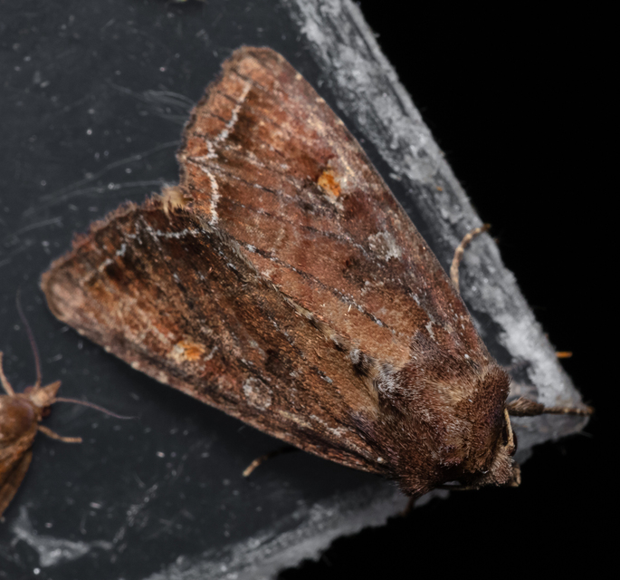 Lacanobia oleracea - saláta-kertibagoly