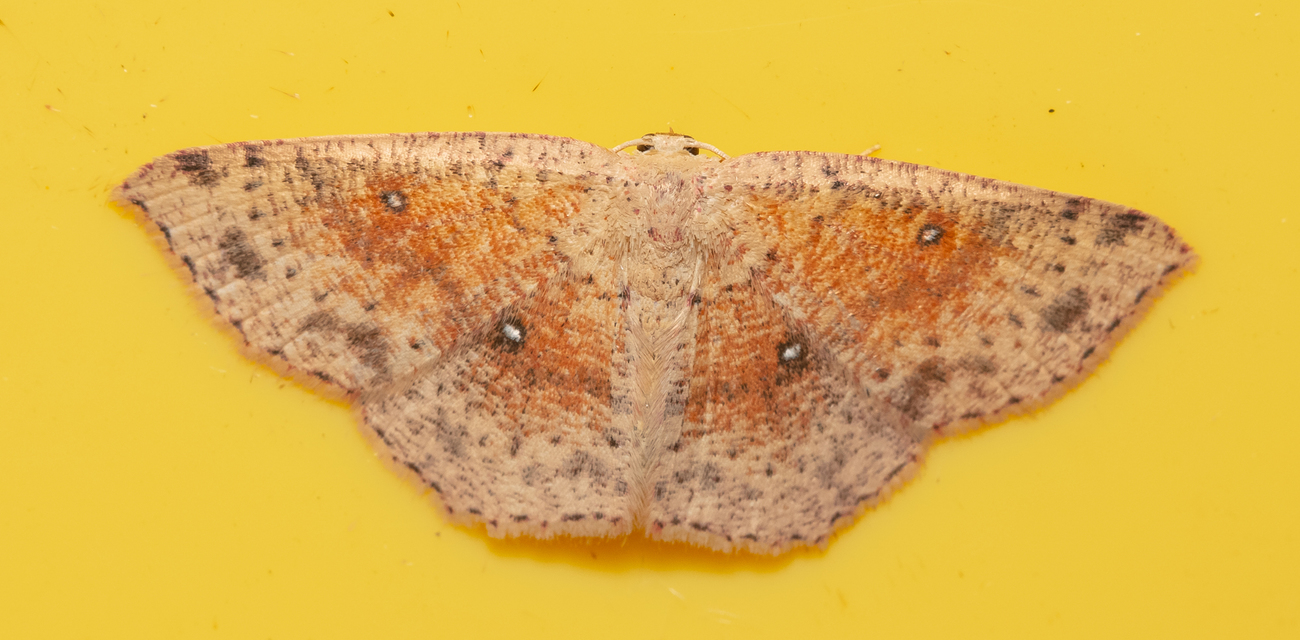 Cyclophora porata - körös pettyesaraszoló