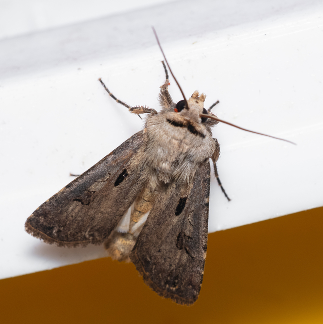 Agrotis exclamationis - felkiáltójeles földibagoly