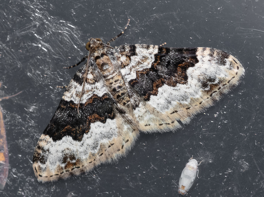 Epirrhoe galiata - sávos galajaraszoló