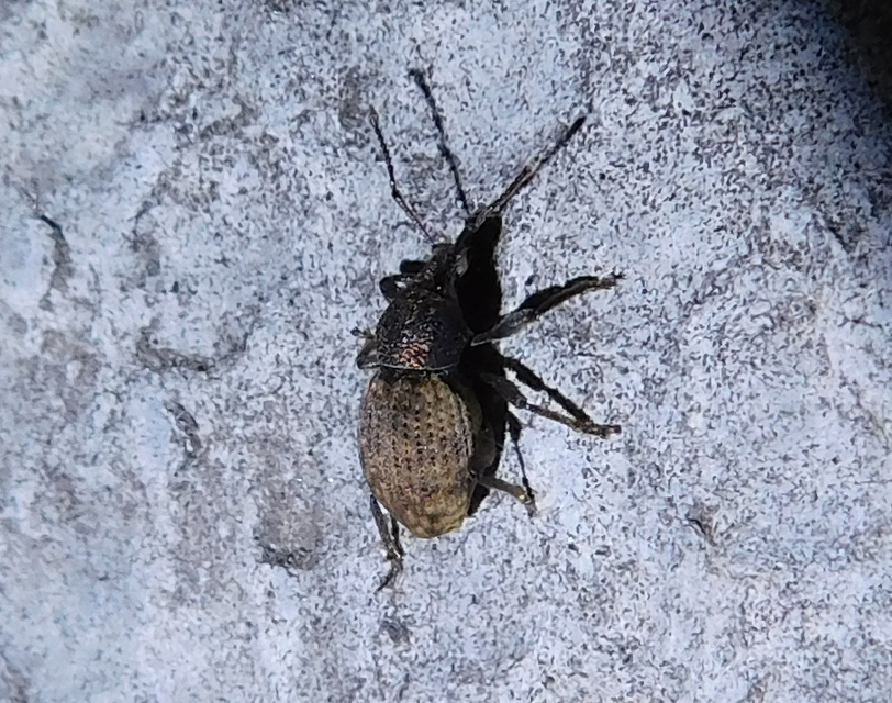 Otiorhynchus raucus - molyhos gyalogormányos