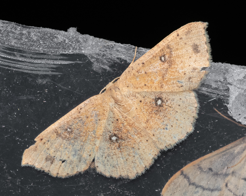 Cyclophora porata - körös pettyesaraszoló