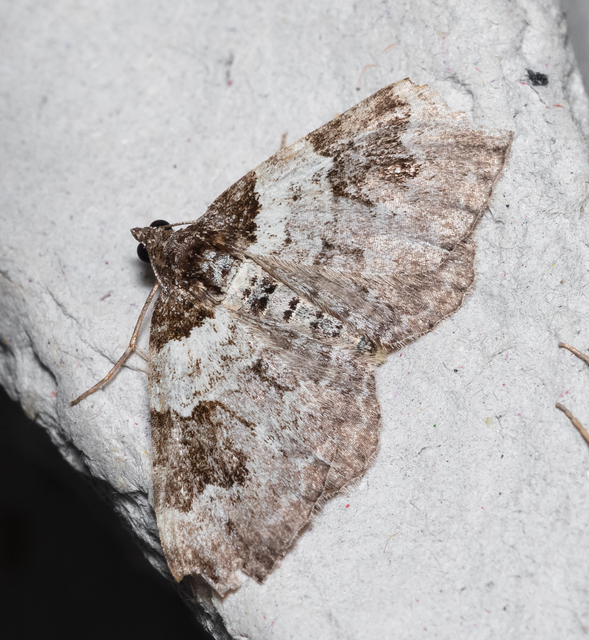Xanthorhoe fluctuata - közönséges tarkaaraszoló