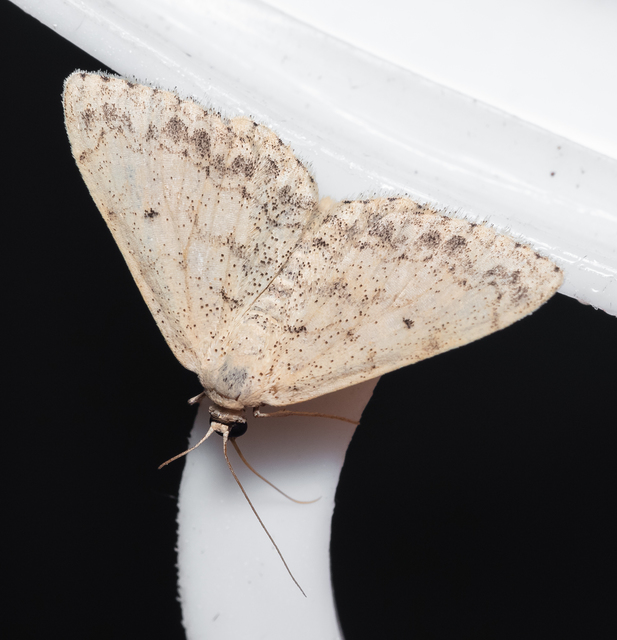 Scopula marginepunctata - pettyes sávosaraszoló