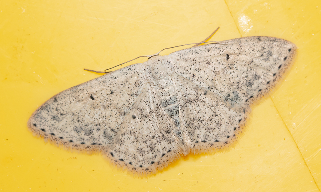 Scopula marginepunctata - pettyes sávosaraszoló