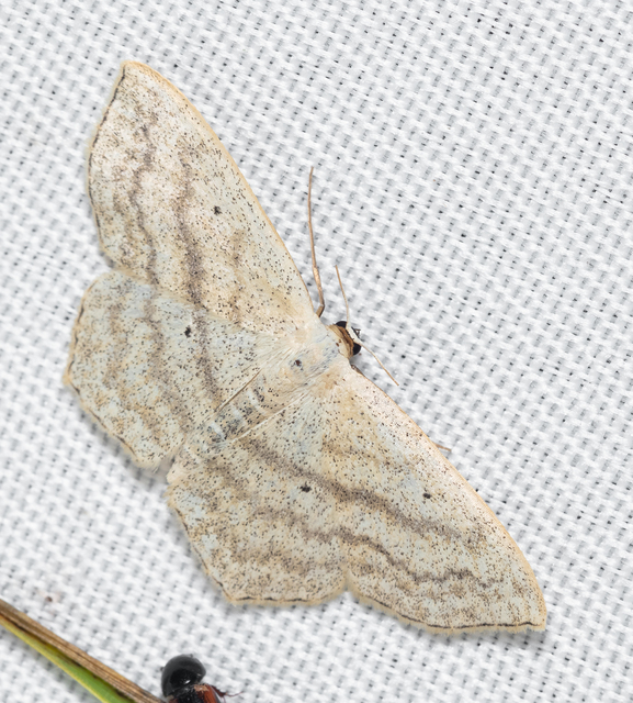 Scopula nigropunctata - feketepettyes araszoló