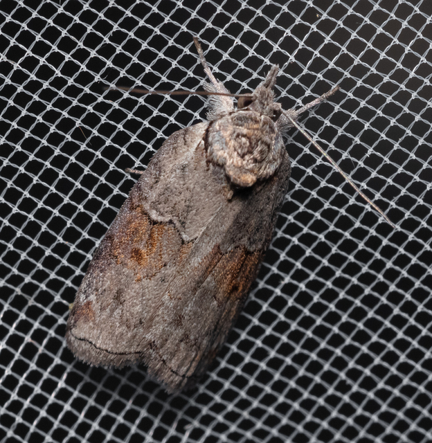 Nycteola asiatica - nyárfa-trapézbagoly