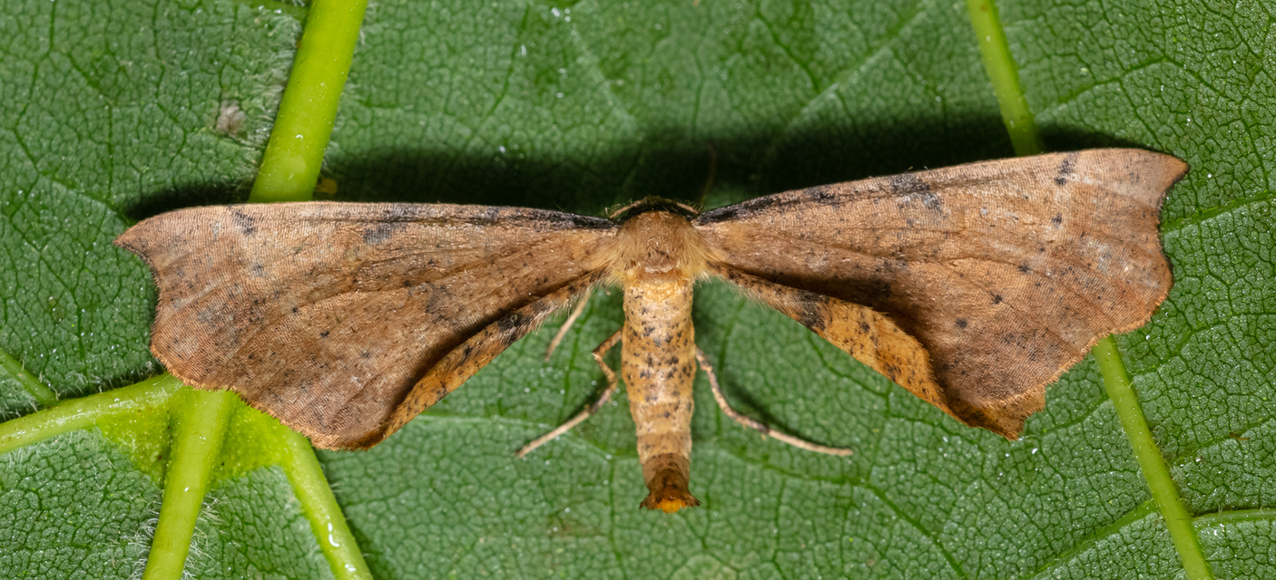 Artiora evonymaria - kecskerágó-araszoló