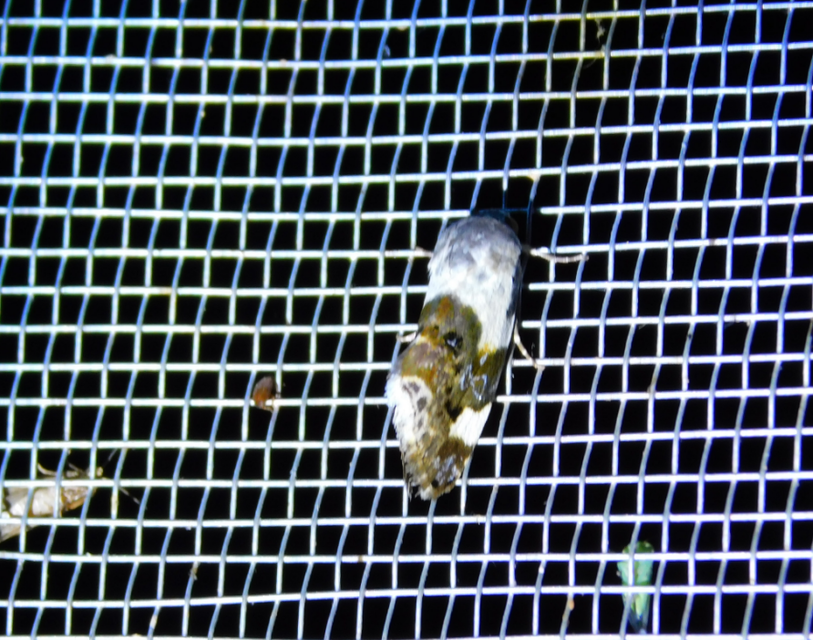 Acontia lucida - fehér nappalibagoly
