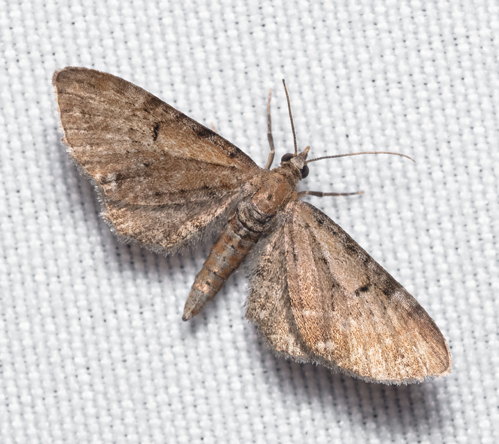 Eupithecia absinthiata - üröm-törpearaszoló