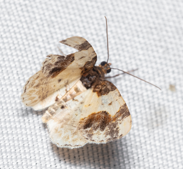 Ligdia adustata - barna levélaraszoló