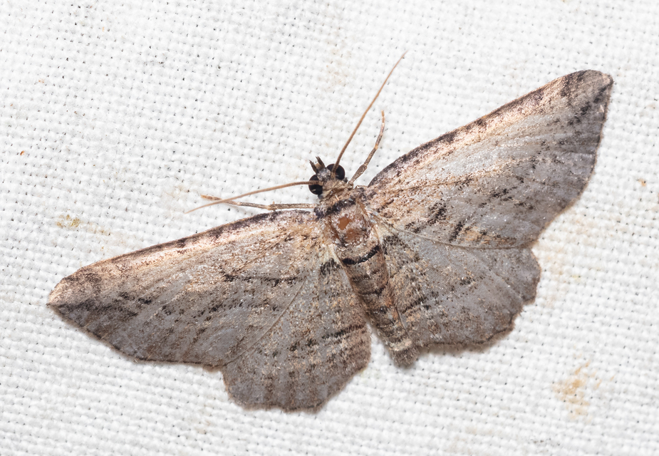 Horisme corticata - barna iszalagaraszoló