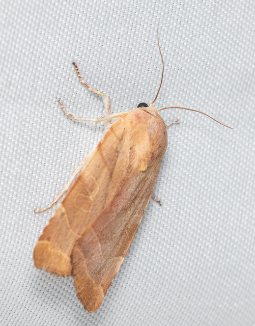 Noctua fimbriata - szélessávú sárgafűbagoly