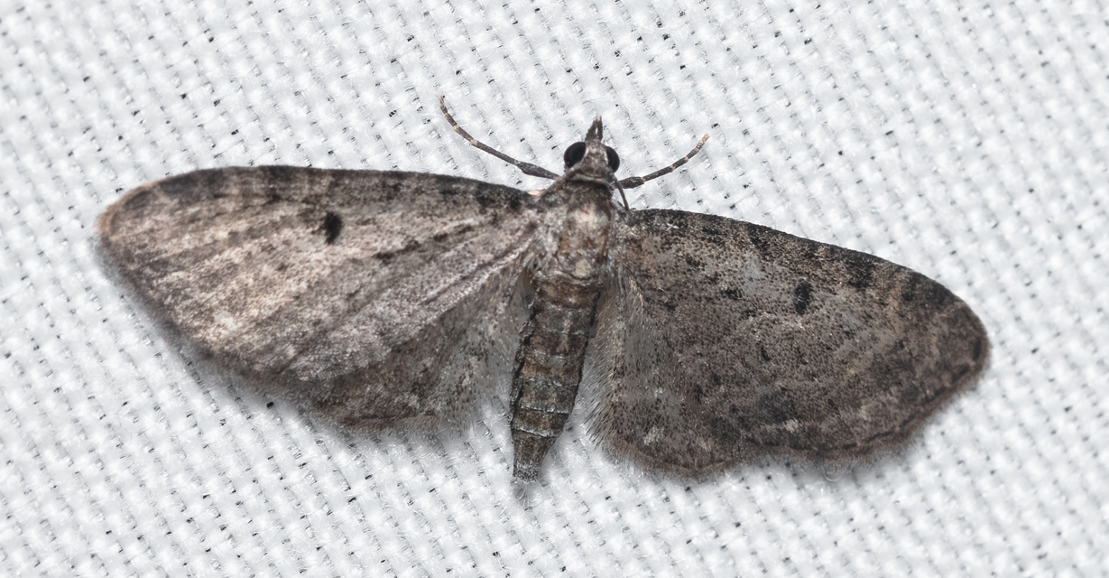 Eupithecia virgaureata - aranyvessző-törpearaszoló