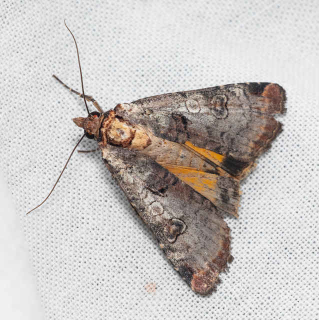 Epilecta linogrisea - karcsú sárgafűbagoly