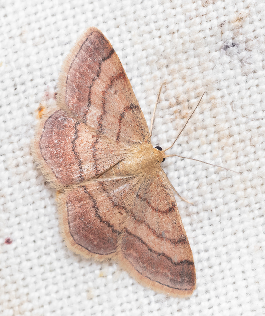Scopula rubiginata - réti pirosaraszoló