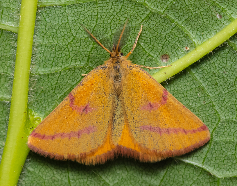 Lythria purpuraria - bíborsávos araszoló
