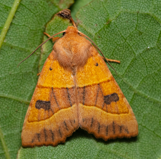 Cirroedia centrago - bíborsávos díszbagoly
