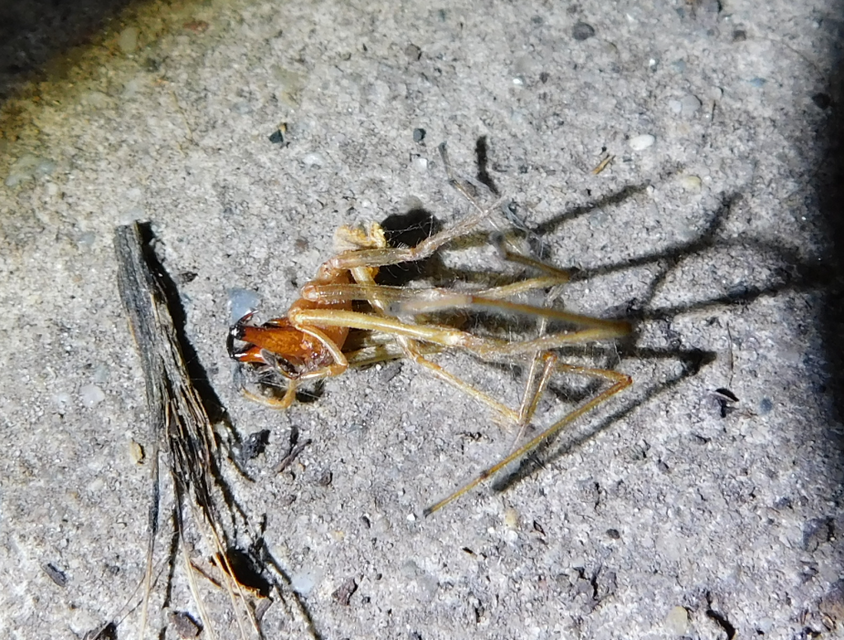 Cheiracanthium punctorium - mérges dajkapók