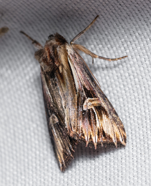 Actinotia polyodon - nagy sugarasbagoly