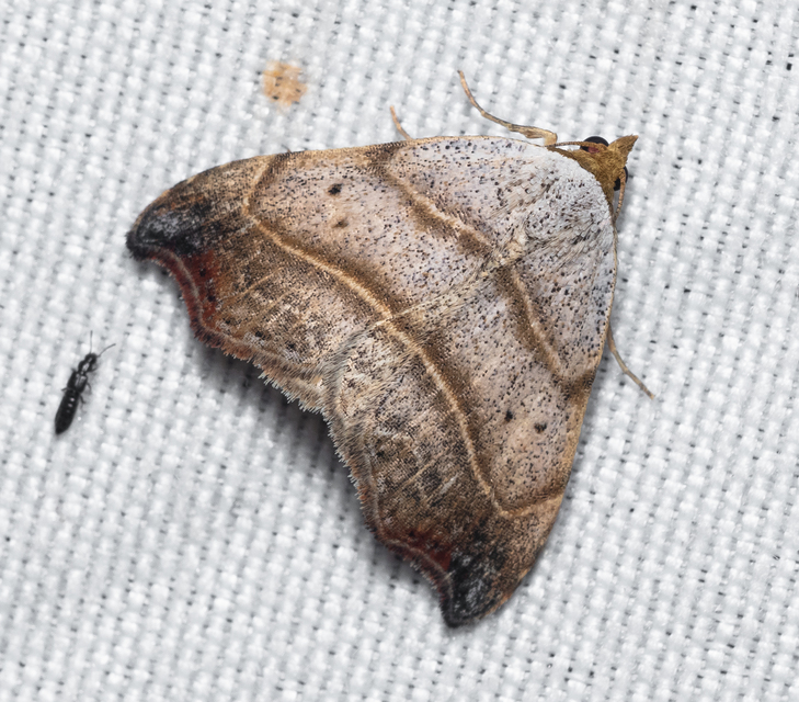Laspeyria flexula - zuzmóbagoly
