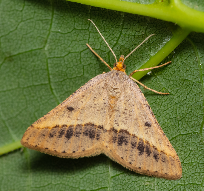 Tephrina arenacearia - lucerna-araszoló