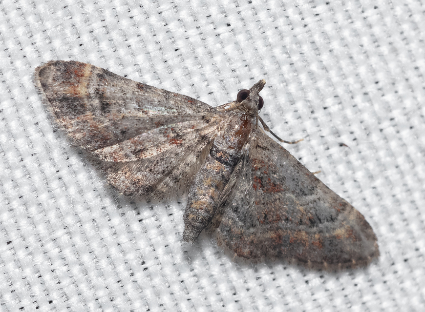 Gymnoscelis rufifasciata - vöröscsíkos törpearaszoló