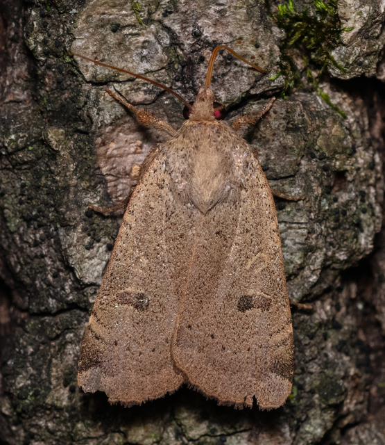 Noctua comes - kis sárgafűbagoly