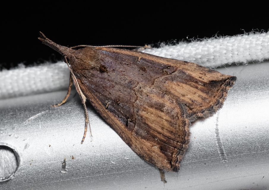 Hypena rostralis - közönséges karcsúbagoly