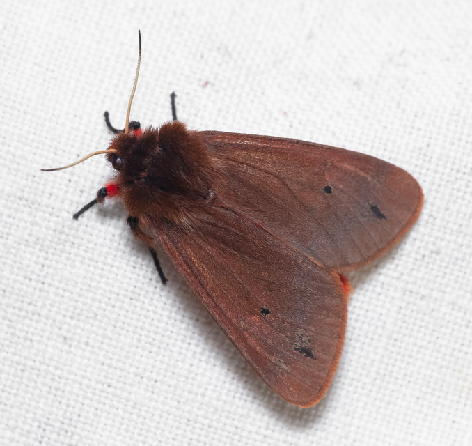 Phragmatobia fuliginosa - füstös medvelepke