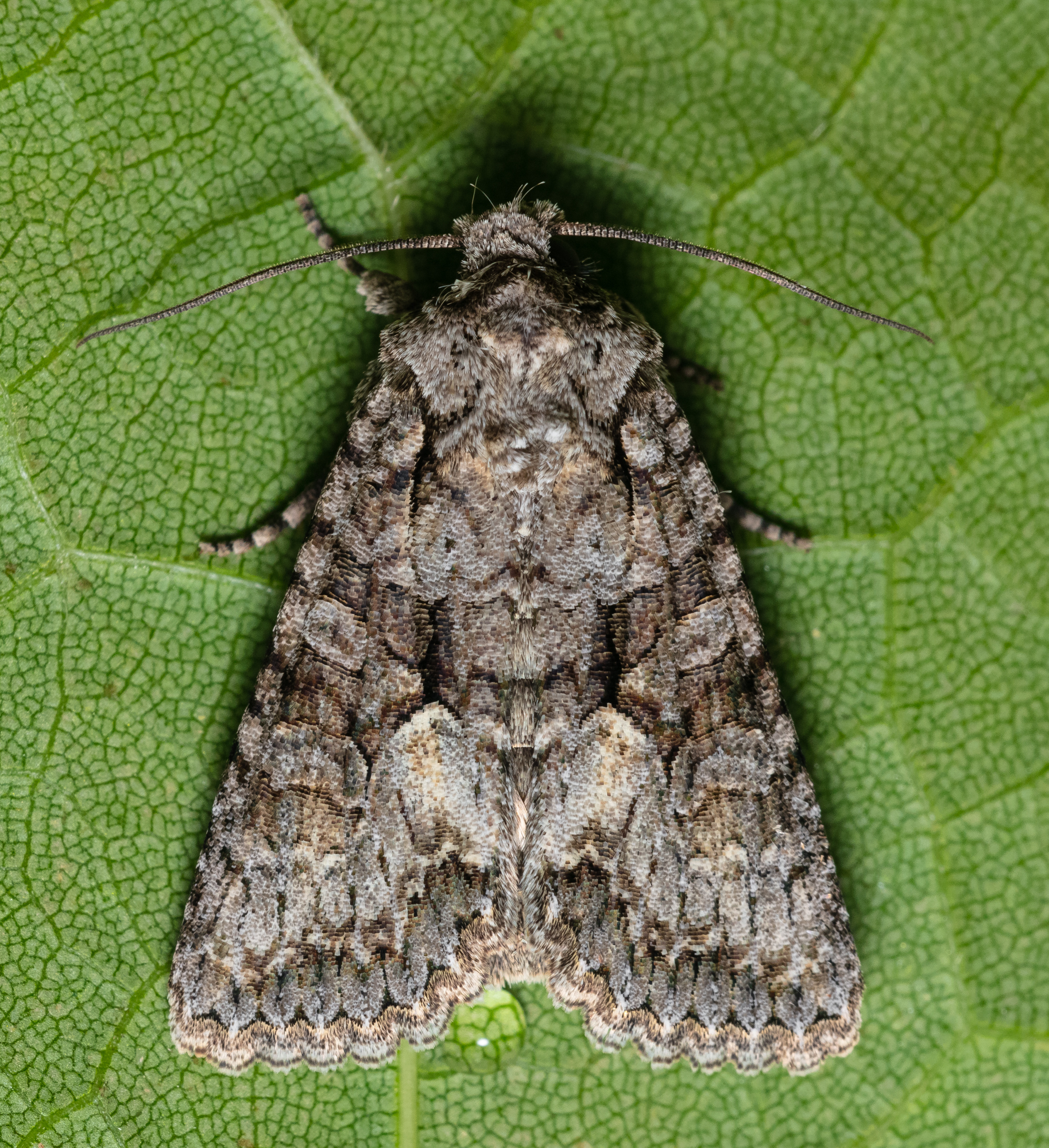 Dryobotodes monochroma - szürke tölgybagoly