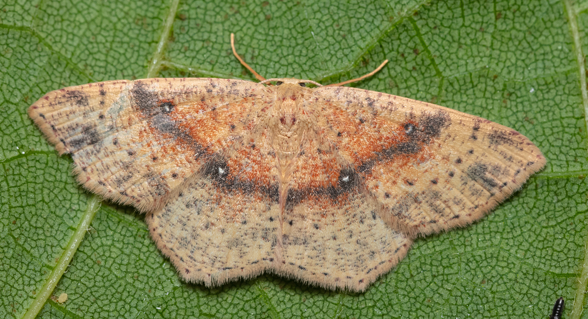 Cyclophora porata - körös pettyesaraszoló
