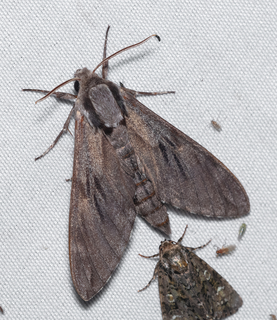 Hyloicus pinastri - fenyőszender