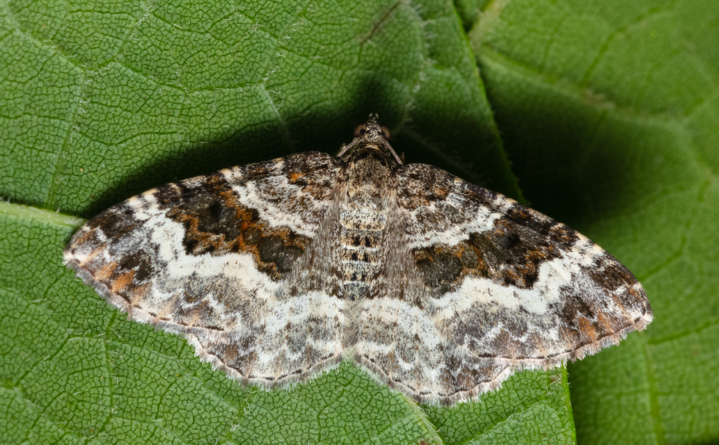 Epirrhoe alternata - galaj-tarkaaraszoló