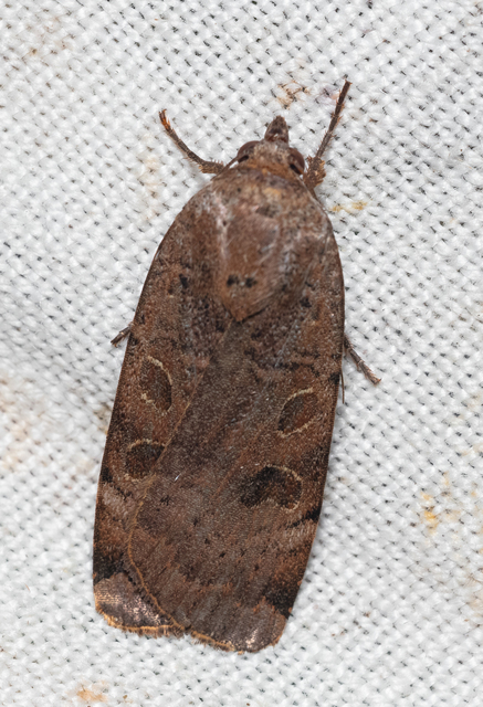 Noctua interposita - köztes sárgafűbagoly